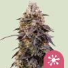 ROYAL QUEEN SEEDS - STICKY QUEEN FEM - 1 SEME