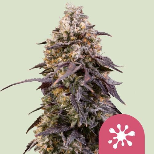 ROYAL QUEEN SEEDS - STICKY QUEEN FEM - 1 SEED