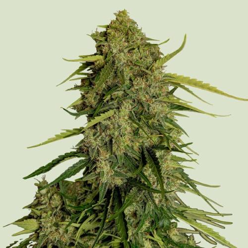 ROYAL QUEEN SEEDS - F1 HYBRIDS - ATLAS F1 AUTO - 3 SEMI