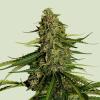 ROYAL QUEEN SEEDS - F1 HYBRIDS - GAIA F1 AUTO - 1 SEED