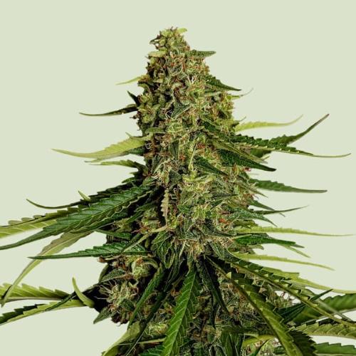 ROYAL QUEEN SEEDS - F1 HYBRIDS - GAIA F1 AUTO - 3 SEME