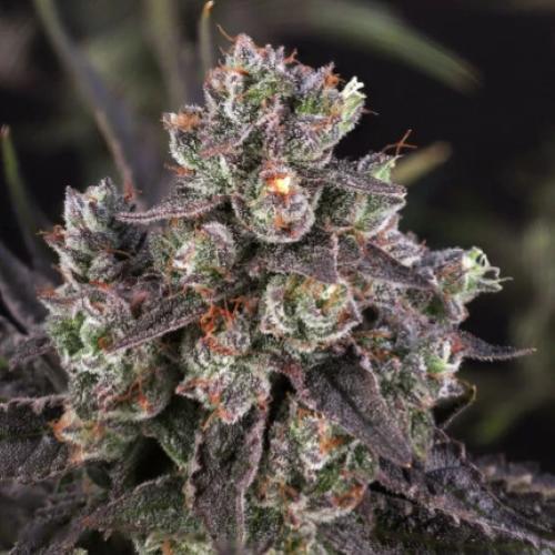 DUTCH PASSION - CANDY BUBATZ XL  FEM - 3 SEEDS