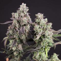 DUTCH PASSION - CANDY BUBATZ XL  FEM - 3 SEEDS