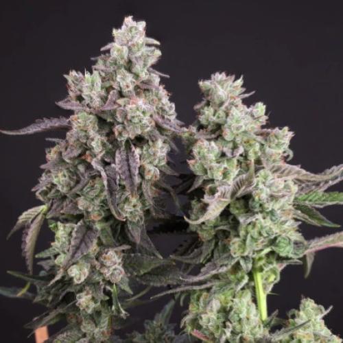 DUTCH PASSION - CANDY BUBATZ XL  FEM - 3 SEEDS