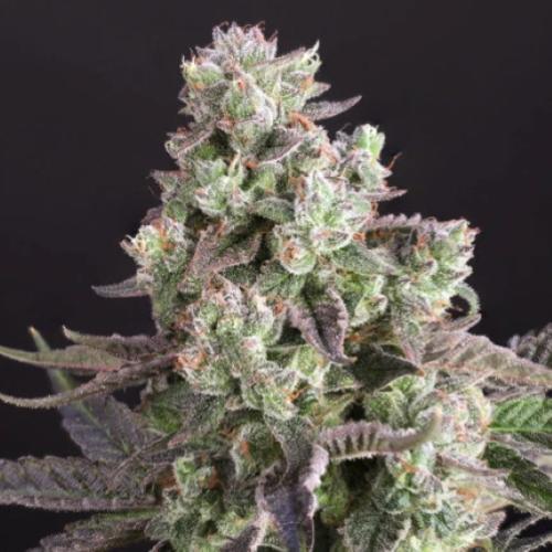 DUTCH PASSION - CANDY BUBATZ XL  FEM - 3 SEEDS