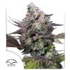 DUTCH PASSION - CANDY BUBATZ XL  FEM - 3 SEEDS