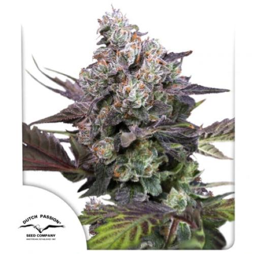 DUTCH PASSION - CANDY BUBATZ XL  FEM - 3 SEEDS