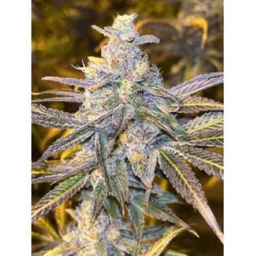 DUTCH PASSION - FROZEN BISCOTTI FEM - 10 SEEDS