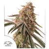 DUTCH PASSION - FROZEN BISCOTTI FEM - 5 SEEDS