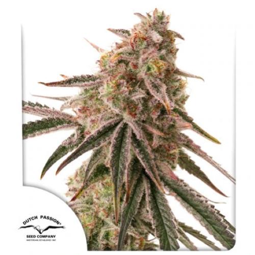 DUTCH PASSION - FROZEN BISCOTTI FEM - 10 SEEDS