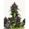 FAST BUDS - PURPLE HAZE AUTO - 3 SEEDS