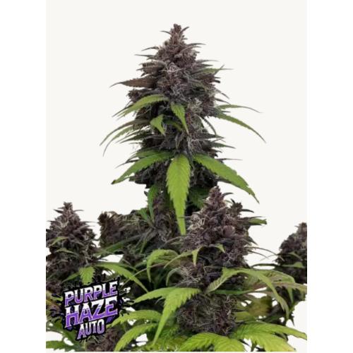 FAST BUDS - PURPLE HAZE AUTO - 10 SEMI