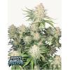 FAST BUDS - FROSTBANGER AUTO F4 - 5 SEMI