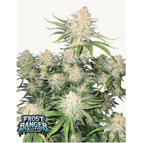 FAST BUDS - FROSTBANGER AUTO - 100 SEEDS