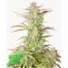 FAST BUDS - Z-UP AUTO - 3 SEMI