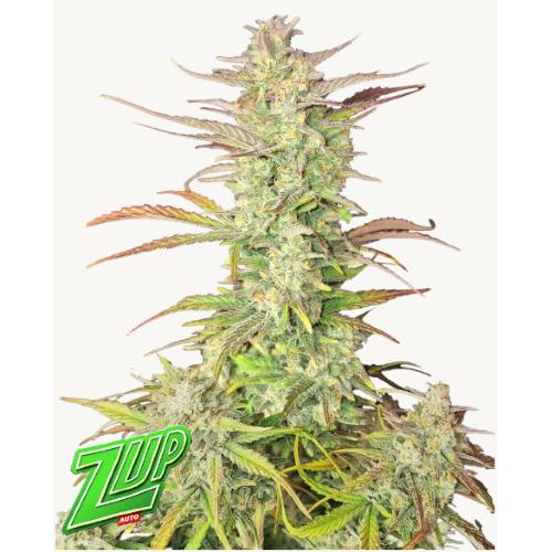 FAST BUDS - Z-UP AUTO - 5 SEMI