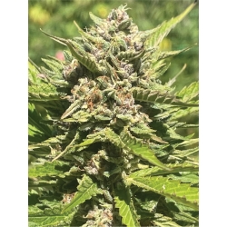 HUMBOLDT SEED COMPANY - BANANA MELT FEM - 5 SEMI