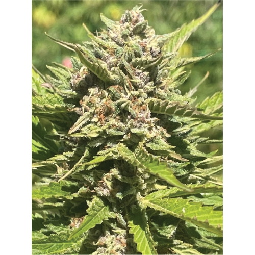 HUMBOLDT SEED COMPANY - BANANA MELT FEM - 5 SEMI