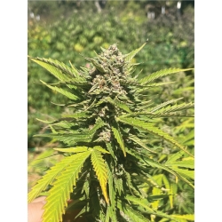 HUMBOLDT SEED COMPANY - BANANA MELT FEM - 5 SEMI