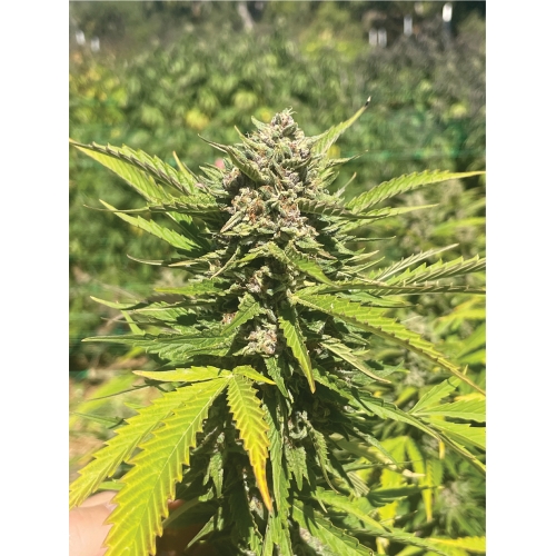 HUMBOLDT SEED COMPANY - BANANA MELT FEM - 5 SEMI