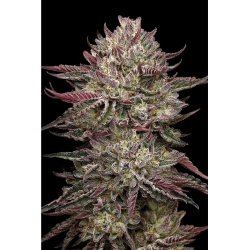 HUMBOLDT SEED COMPANY - CHICKEN N' WAFFLEZ FEM - 5 SEMI