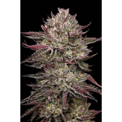 HUMBOLDT SEED COMPANY - CHICKEN N' WAFFLEZ FEM - 5 SEMI