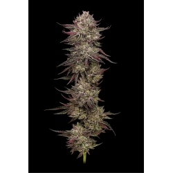 HUMBOLDT SEED COMPANY - CHICKEN N' WAFFLEZ FEM - 5 SEMI