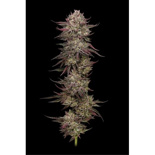 HUMBOLDT SEED COMPANY - CHICKEN N' WAFFLEZ FEM - 5 SEMI