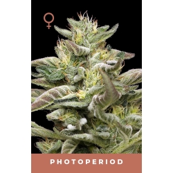 HUMBOLDT SEED COMPANY - DONUTS TRIPLOID FEM - 10 SEEDS