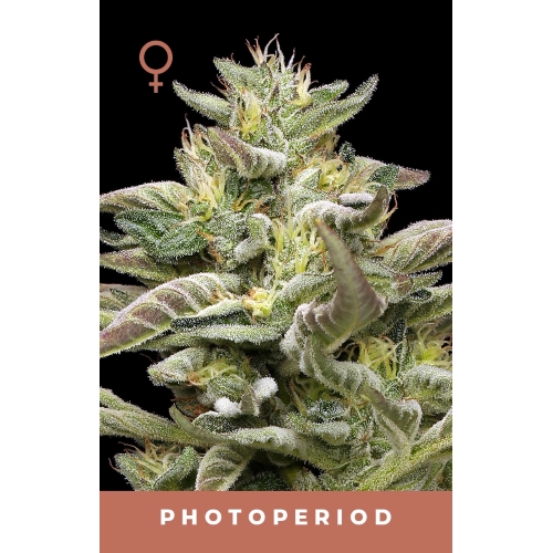 HUMBOLDT SEED COMPANY - DONUTS TRIPLOID FEM - 10 SEEDS