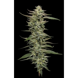 HUMBOLDT SEED COMPANY - DONUTS TRIPLOID FEM - 10 SEEDS
