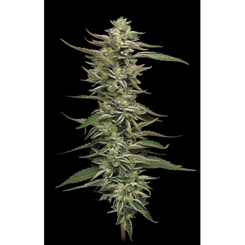 HUMBOLDT SEED COMPANY - DONUTS TRIPLOID FEM - 10 SEEDS