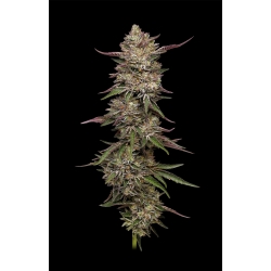 HUMBOLDT SEED COMPANY - GUZZLERZ  FEM - 3 SEMI