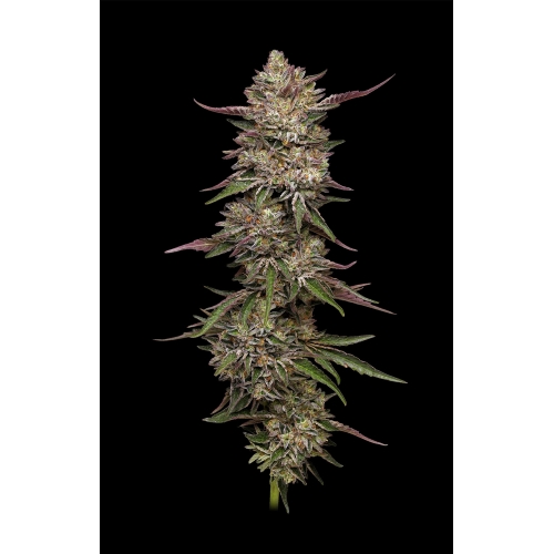 HUMBOLDT SEED COMPANY - GUZZLERZ  FEM - 3 SEMI