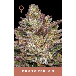 HUMBOLDT SEED COMPANY - GUZZLERZ  FEM - 3 SEMI