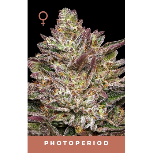 HUMBOLDT SEED COMPANY - GUZZLERZ  FEM - 3 SEMI