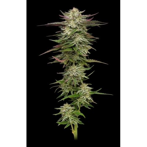 HUMBOLDT SEED COMPANY - HUMBOLDT HEADBAND FEM - 3 SEMI