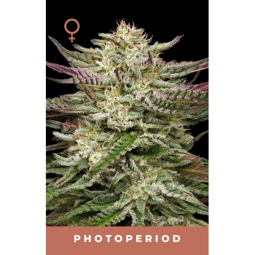 HUMBOLDT SEED COMPANY - HUMBOLDT HEADBAND FEM - 3 SEMI