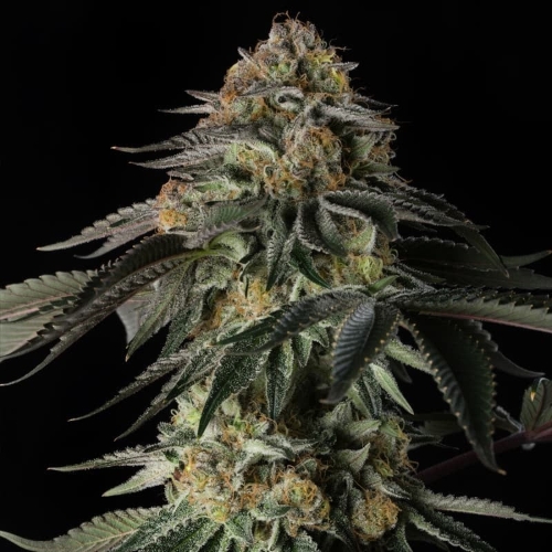 SILENT SEEDS - RAINBOW GAS FEM - 5 SEEDS