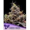 ANESIA SEEDS - THINK TANK FEM - 3 SEMI