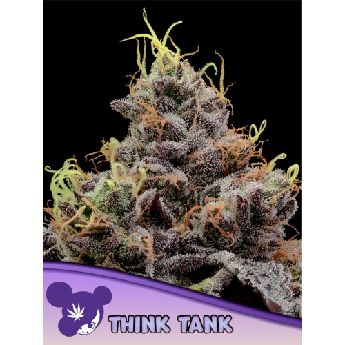 ANESIA SEEDS - THINK TANK FEM - 25 SEEDS