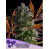 ANESIA SEEDS - STRAWBERRY POP ROCK FEM - 3 SEMI