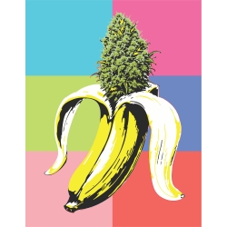HUMBOLDT SEED COMPANY - BANANA OG AUTO - 3 SEMI