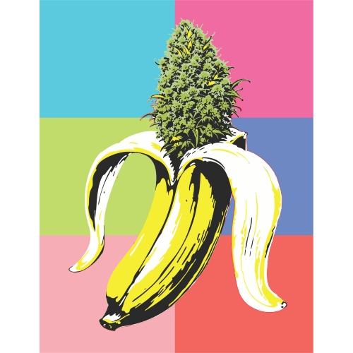 HUMBOLDT SEED COMPANY - BANANA OG AUTO - 3 SEMI