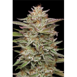 HUMBOLDT SEED COMPANY - BANANA OG AUTO - 3 SEMI
