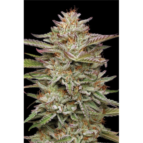 HUMBOLDT SEED COMPANY - BANANA OG AUTO - 3 SEMI