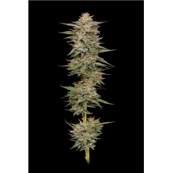 HUMBOLDT SEED COMPANY - BANANA OG AUTO - 3 SEMI