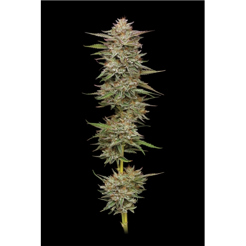 HUMBOLDT SEED COMPANY - BANANA OG AUTO - 3 SEMI