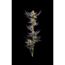HUMBOLDT SEED COMPANY - JELLY DONUTZ AUTO - 5 SEMI