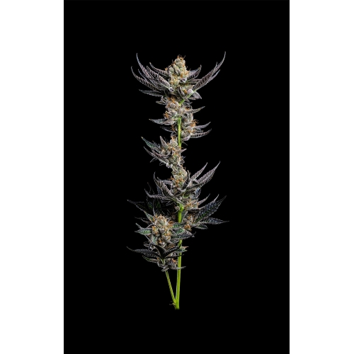 HUMBOLDT SEED COMPANY - JELLY DONUTZ AUTO - 5 SEMI